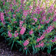 lilac Angelonia Serena, Summer Snapdragon Garden Flowers photo
