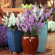 bílá Angelonia Serena, Letní Snapdragon Zahradní květiny fotografie