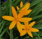 orange Fleur De Paon Peint, Étoiles De Paon  photo