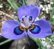 light blue Moraea Garden Flowers photo