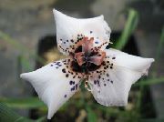 бял Moraea Градински цветя снимка