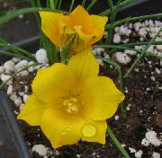 žuti Romulea Vrt Cvijeće foto