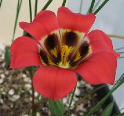 红 Romulea 园林花卉 照片