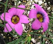粉红色 Romulea 园林花卉 照片