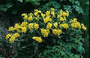 ყვითელი Arnebia ბაღის ყვავილები ფოტო