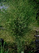 verde Asparago Fiori del giardino foto