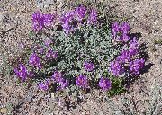 purpurs Astragalus Dārza Ziedi foto