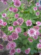 ფოტო ვარდისფერი ყვავილების Masterwort