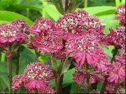 burgundy Masterwort Garden Flowers photo