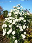 fehér Őszirózsa Kerti Virágok fénykép