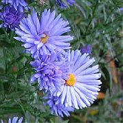 světle modrá Astra Zahradní květiny fotografie