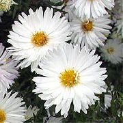 photo white Flower Aster