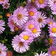 ვარდისფერი Aster ბაღის ყვავილები ფოტო