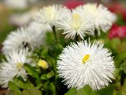 бял Нова Англия Астер Градински цветя снимка