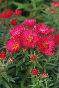 rojo Aster De Nueva Inglaterra Flores del Jardín foto