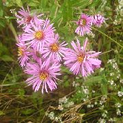 foto roosa Lill New England Aster