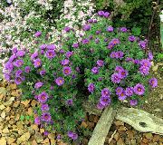 紫丁香 新英格兰紫苑 园林花卉 照片