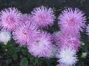 lilla China Aster Have Blomster foto
