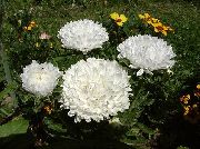 biały Chiny Aster (Aster Chiński) Kwiaty ogrodowe zdjęcie