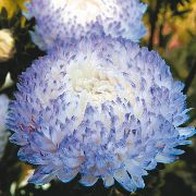 фото блакитний Квітка Астра Однорічна (Каллістефус)