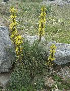 žlutý Královo Kopí Zahradní květiny fotografie
