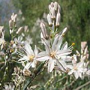 kuva Valkoinen Asphodel Kukka