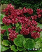 červená Bergenia Záhradné Kvety fotografie