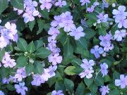 blau Geduld Pflanze, Balsam, Juwel Unkraut, Busy Lizzie Garten Blumen foto