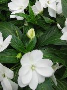 бял Търпение Растение, Балсам, Бижу С Плевелите, Зает Лизи Градински цветя снимка
