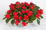 photo rouge Fleur Patience Plante, Baumier, Joyau Mauvaises Herbes, Lizzie Occupé