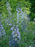 ფოტო ღია ლურჯი ყვავილების ყალბი Indigo