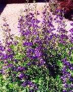 фіолетовий Баптізія Садові Квіти фото