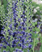 фото синій Квітка Баптізія