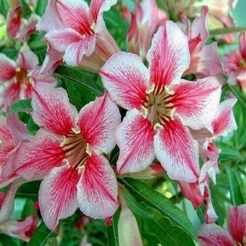  , Adenium Obesum Desert Rose LOVE AFFAIRS OF, ,    -     , -, 