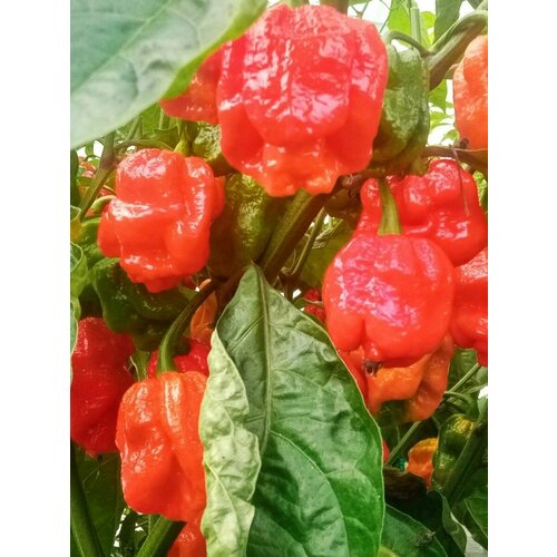     7 pot Congo giant red, 5    -     , -, 