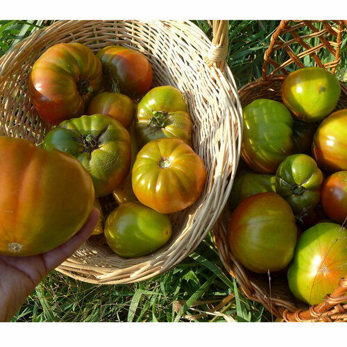      (. Solanum lycopersicum) 10   -     , -, 