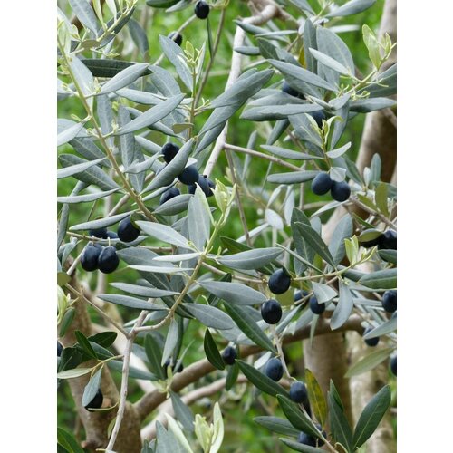     (Olea europaea), 5    -     , -, 