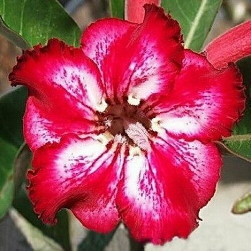  , Adenium Obesum Desert Rose TAMARA, ,    -     , -, 