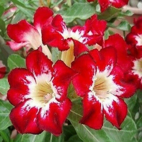  , Adenium Obesum Desert Rose FLAME OF LOVE, ,    -     , -, 