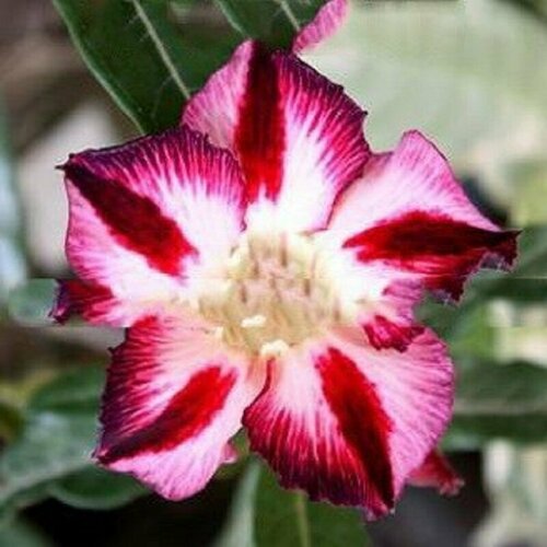  , Adenium Obesum Desert Rose FABULOUS, ,    -     , -, 