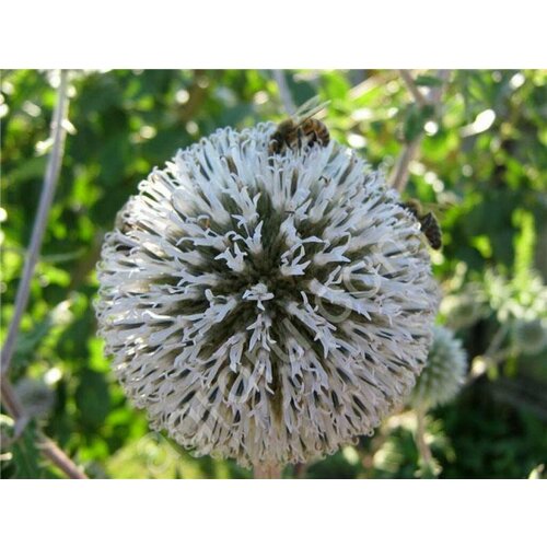   (Echinops sphaerocephalus)   -     , -, 