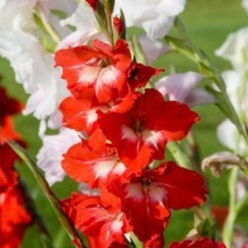   RED AND WHITE MIX (20 )   -     , -, 