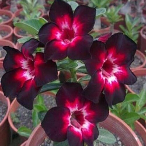  , Adenium Obesum Desert Rose BLACK INDEPENDENT, ,    -     , -, 