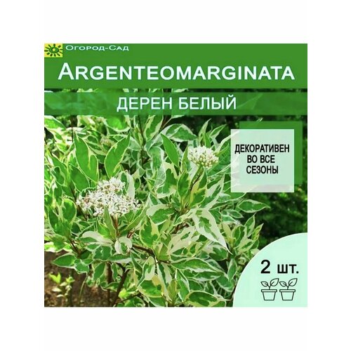    Cornus alba Argenteomarginata 2    -     , -, 