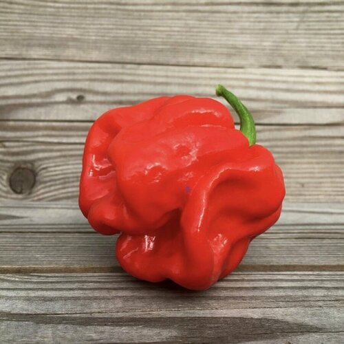      7 pot Congo Giant Red 5 .   -     , -, 