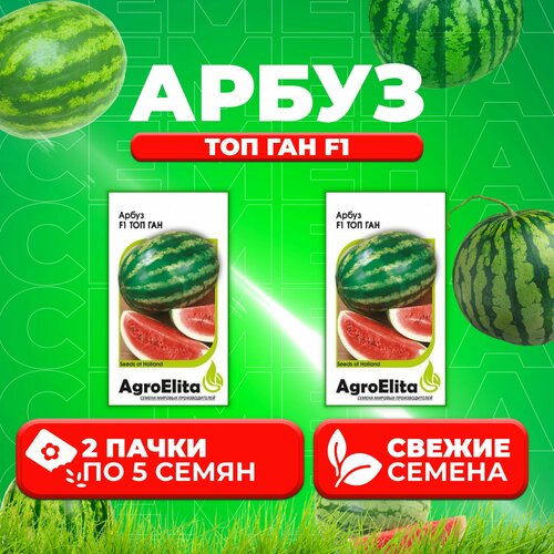     F1, 5, AgroElita (2 ),   440 