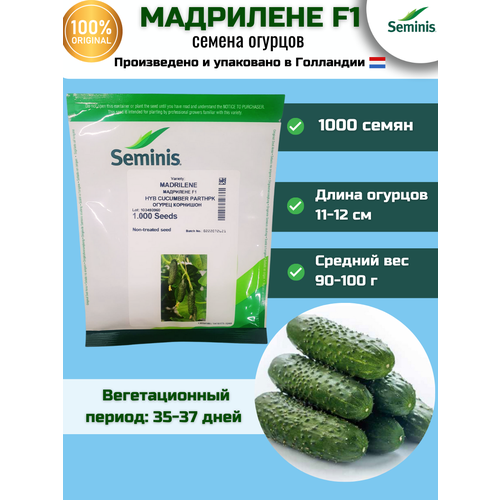   F1 -  , 1 000 , Seminis/ ()   -     , -, 