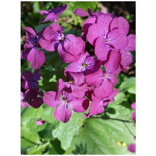      Purple (Lunaria annua), 20    -     , -, 