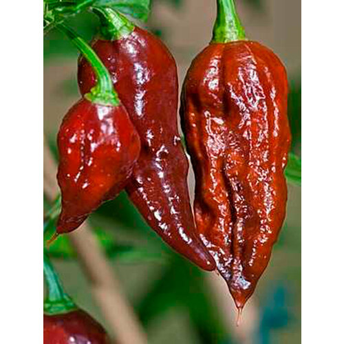   Bhut Jolokia Chocolate - 5    -     , -, 