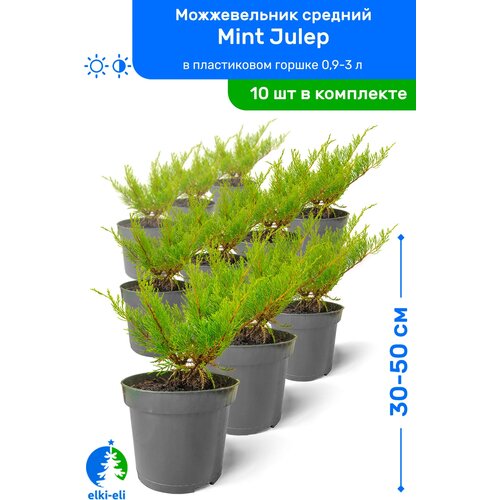    Mint Julep ( ) 30-50     0,9-3 , ,   ,   10    -     , -, 